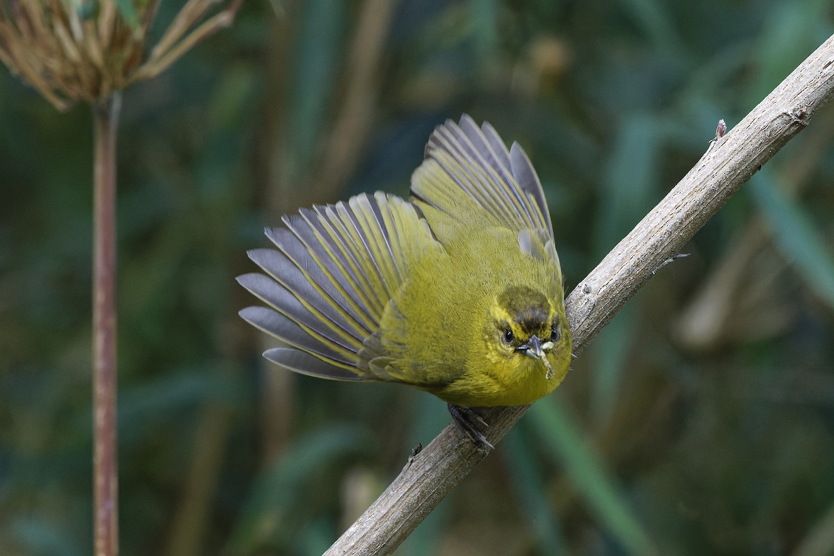 Parodi's Hemispingus - ML610056615