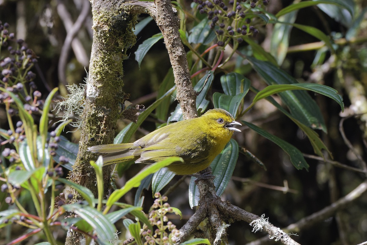 Parodi's Hemispingus - ML610056738