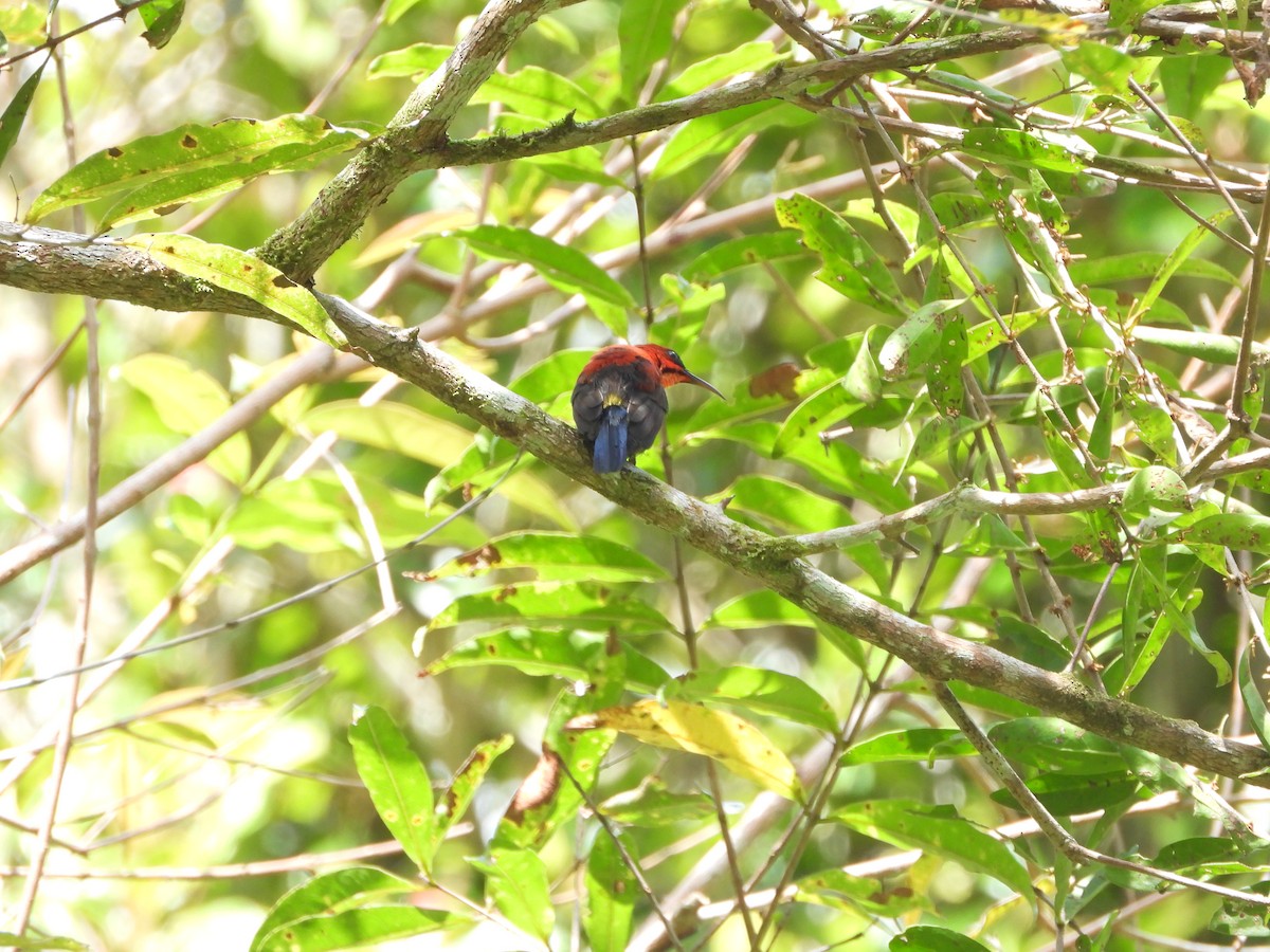 Crimson Sunbird (Sulawesi) - Marcie  Jacklin