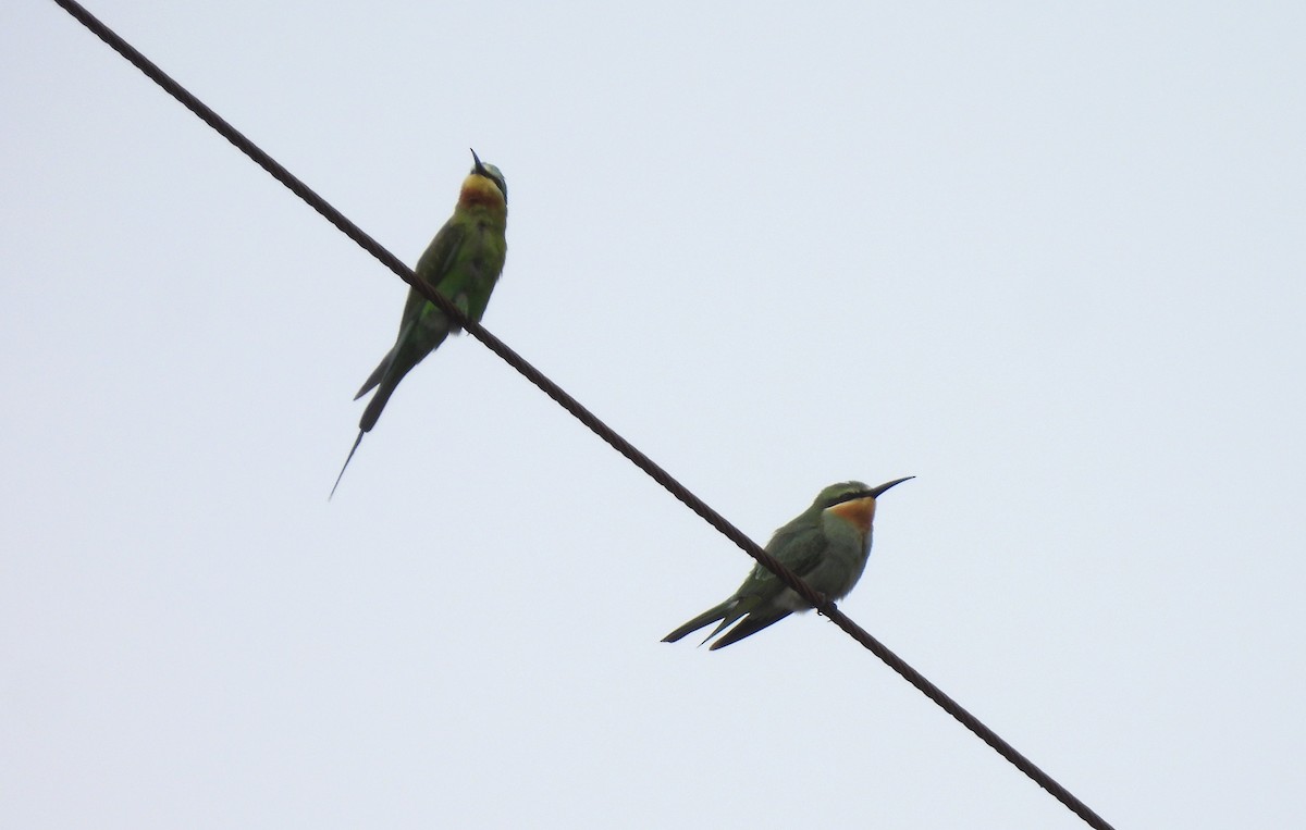 Blue-cheeked Bee-eater - Sahana M