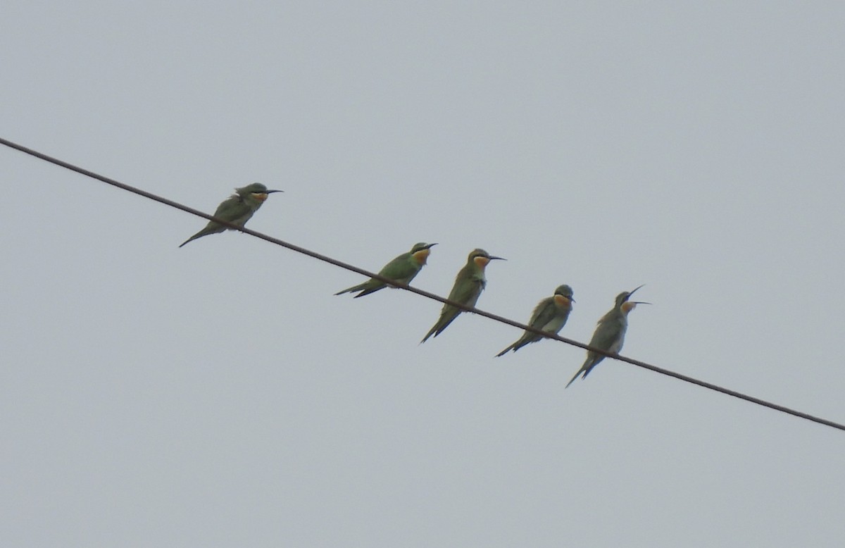 Blue-cheeked Bee-eater - ML610056825