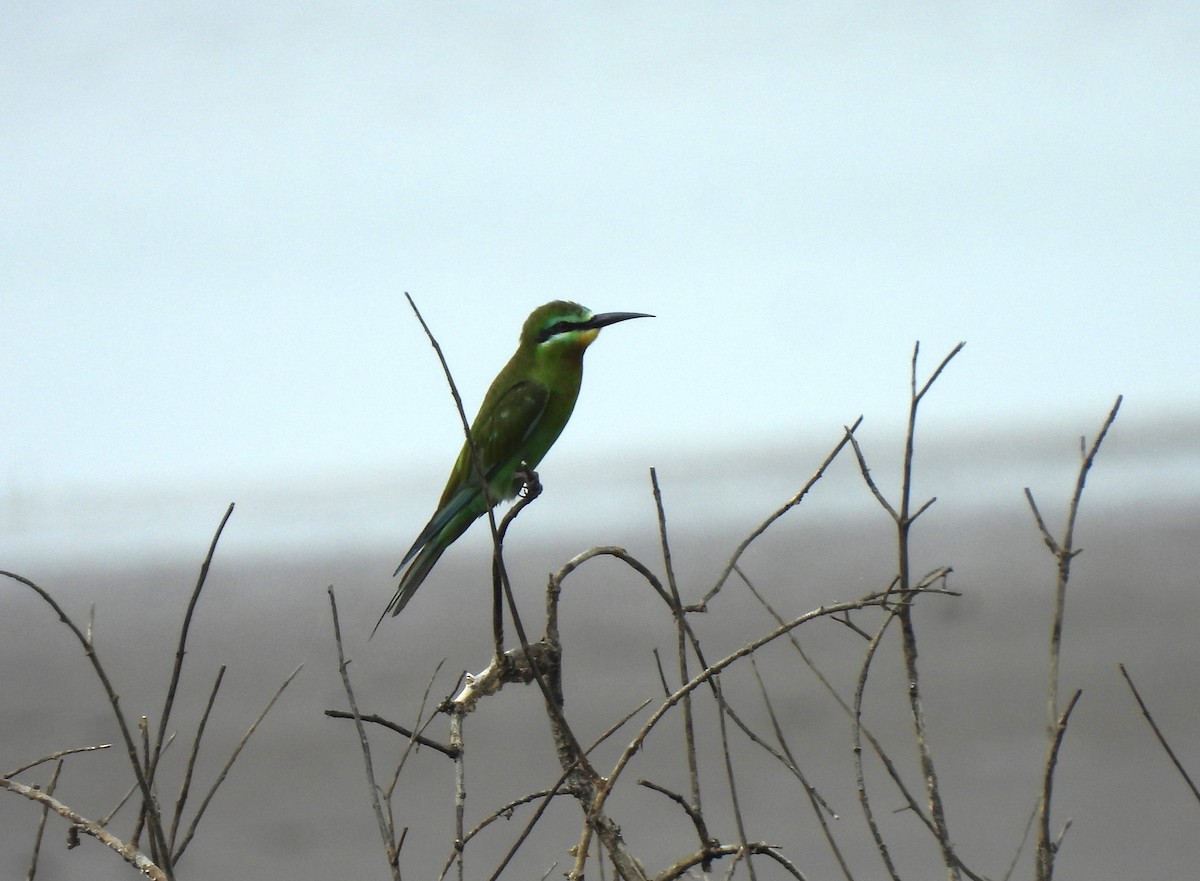 Blue-cheeked Bee-eater - ML610056826