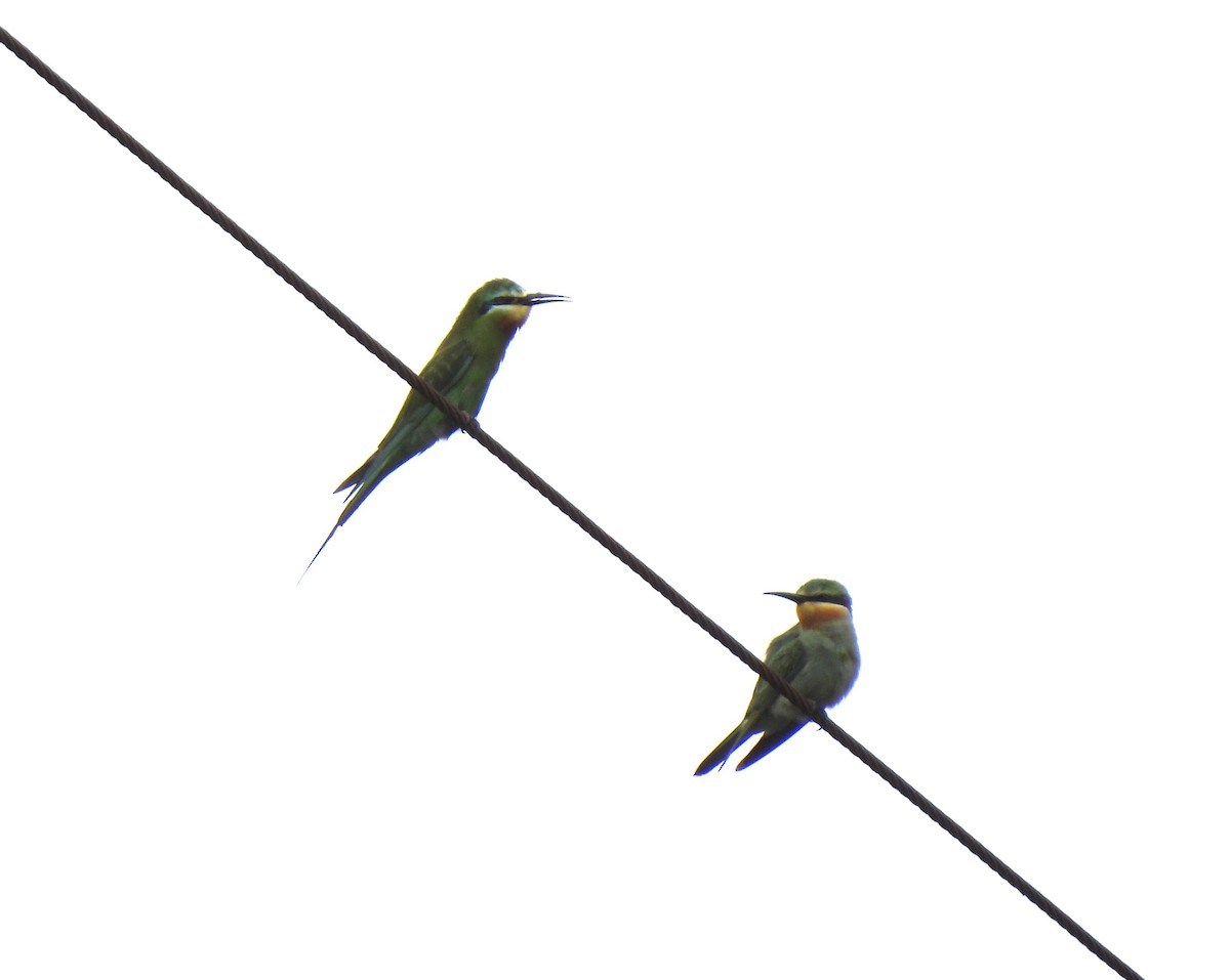 Blue-cheeked Bee-eater - Sahana M