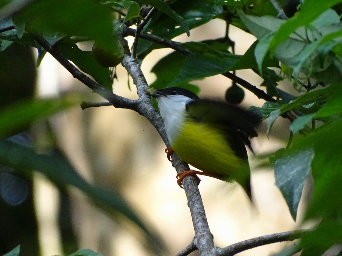 White-collared Manakin - Enric Fontcuberta Trepat