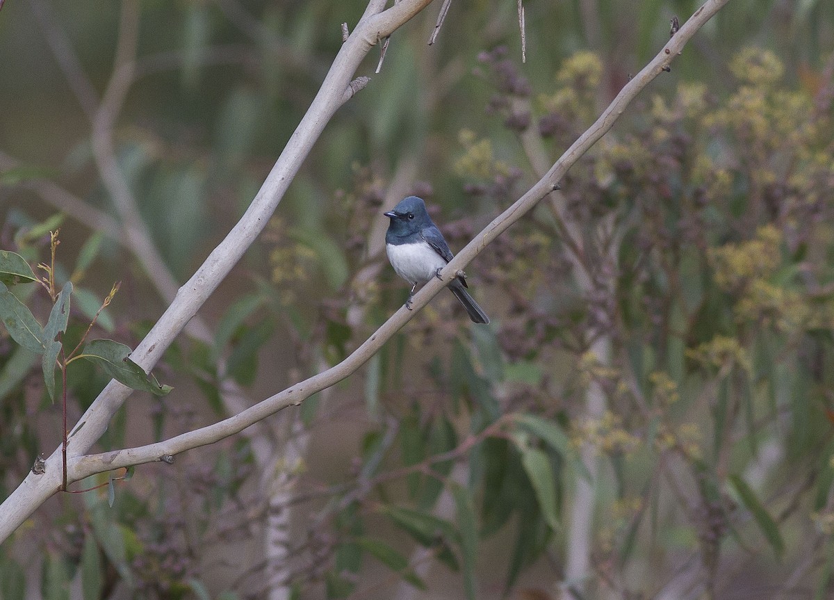 Leaden Flycatcher - ML610056883