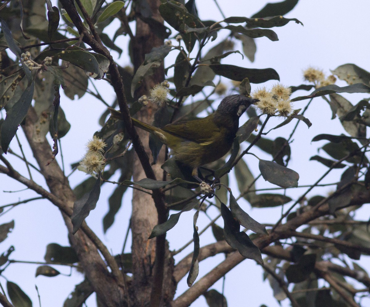 White-eared Honeyeater - ML610056896