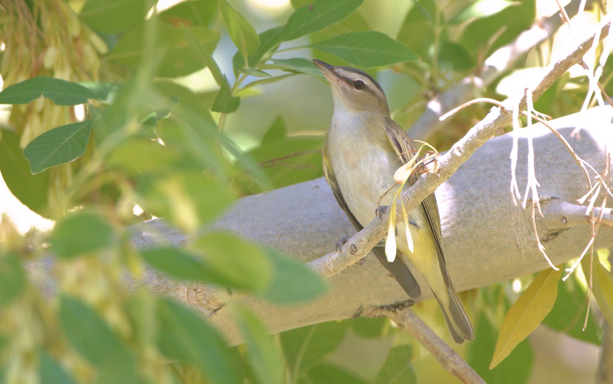 Vireo Ojirrojo - ML610056929