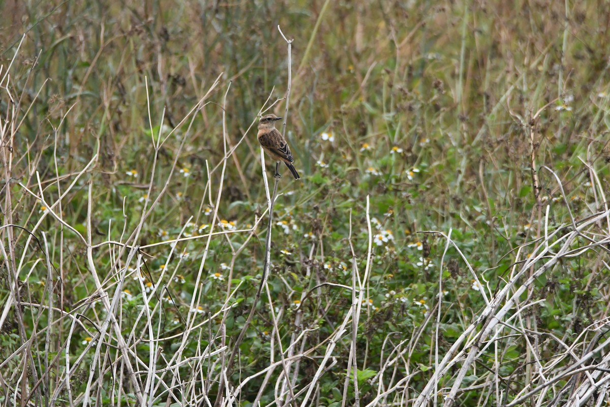 Amur Stonechat - ML610056937