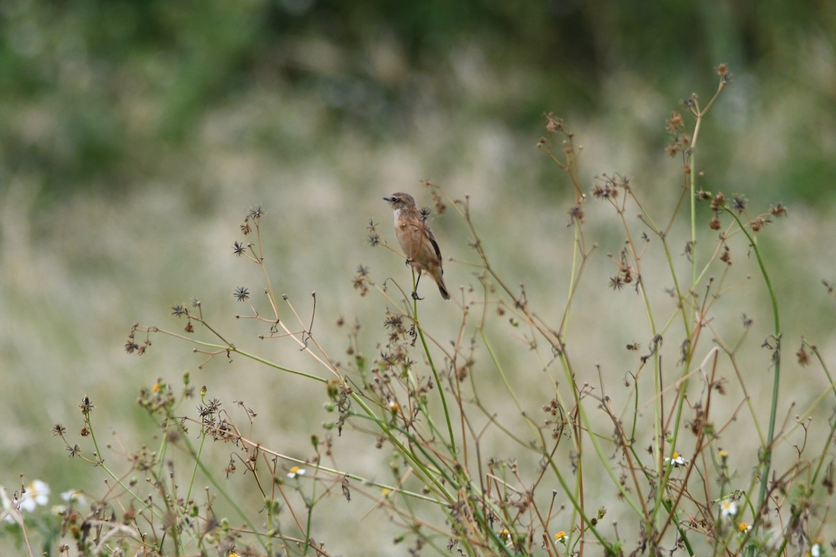 Amur Stonechat - ML610056938