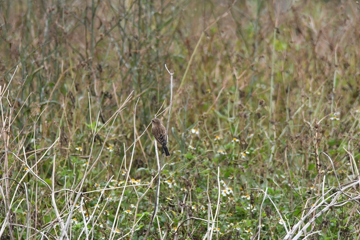 Amur Stonechat - ML610056939