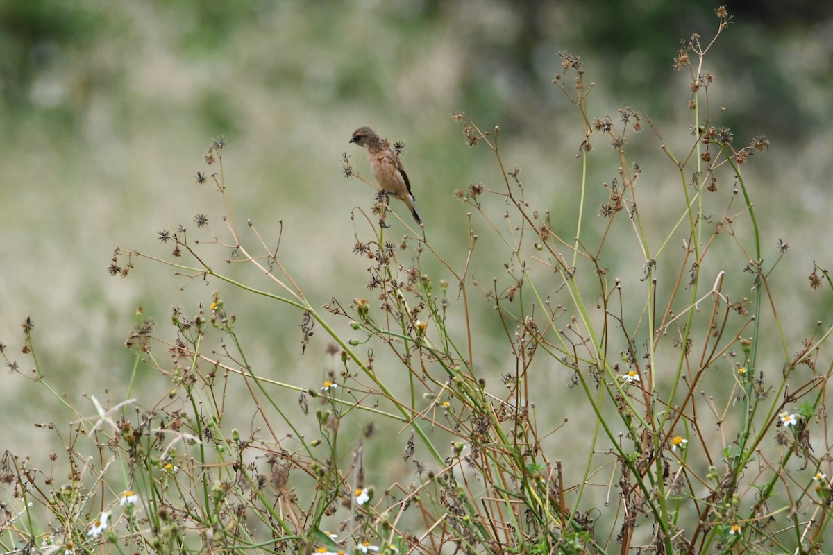 Amur Stonechat - ML610056940