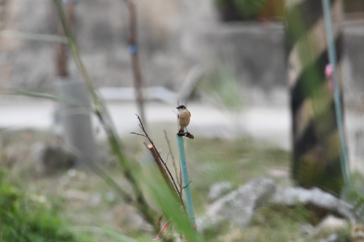 Amur Stonechat - ML610056948