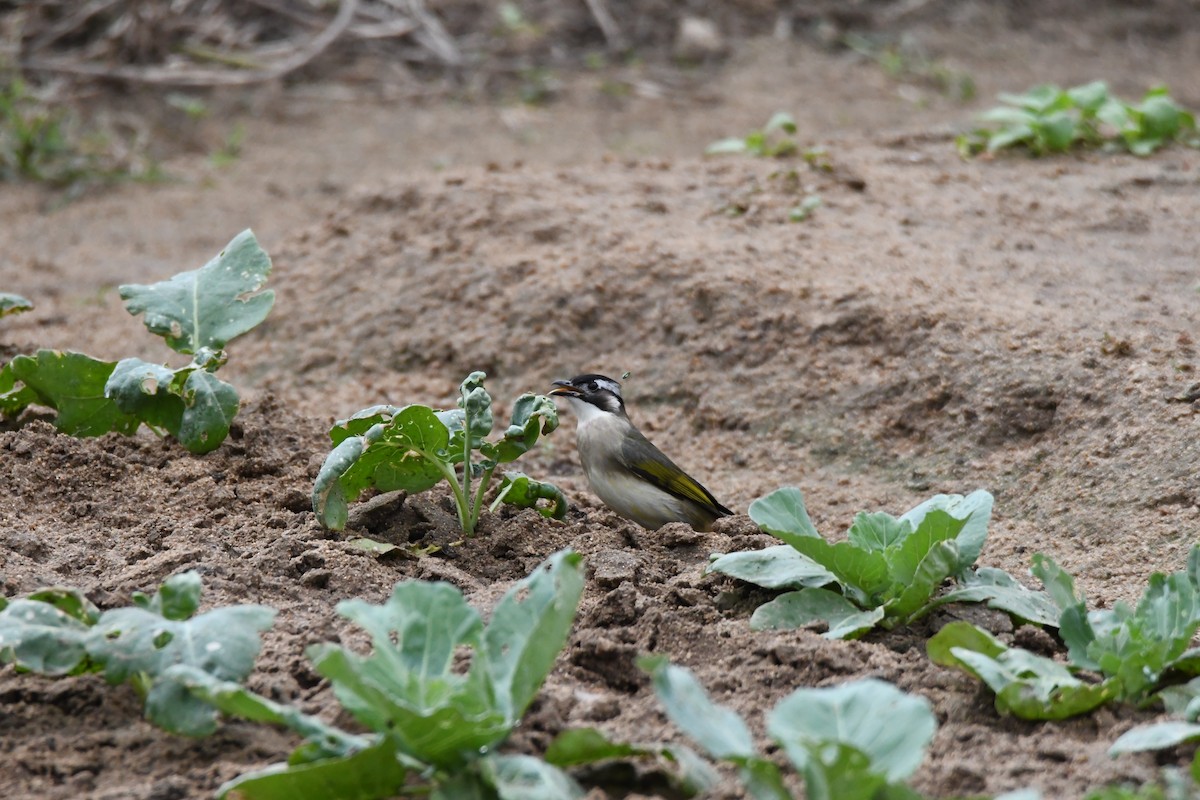 Light-vented Bulbul - ML610056951