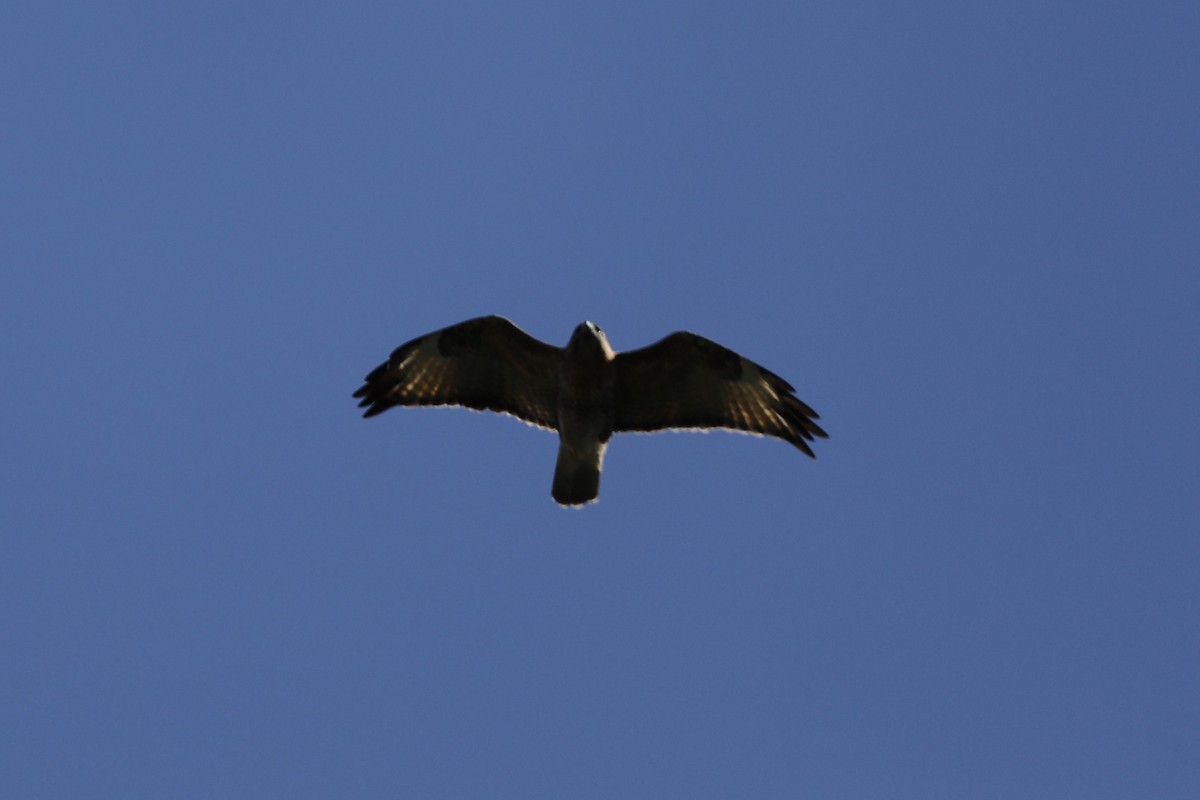 Eastern Buzzard - ML610056977