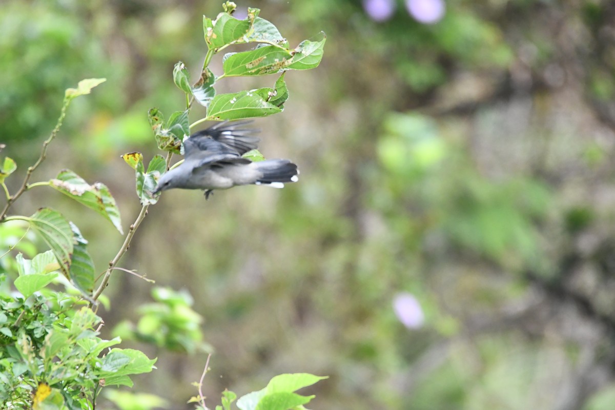 Black-winged Cuckooshrike - ML610056984