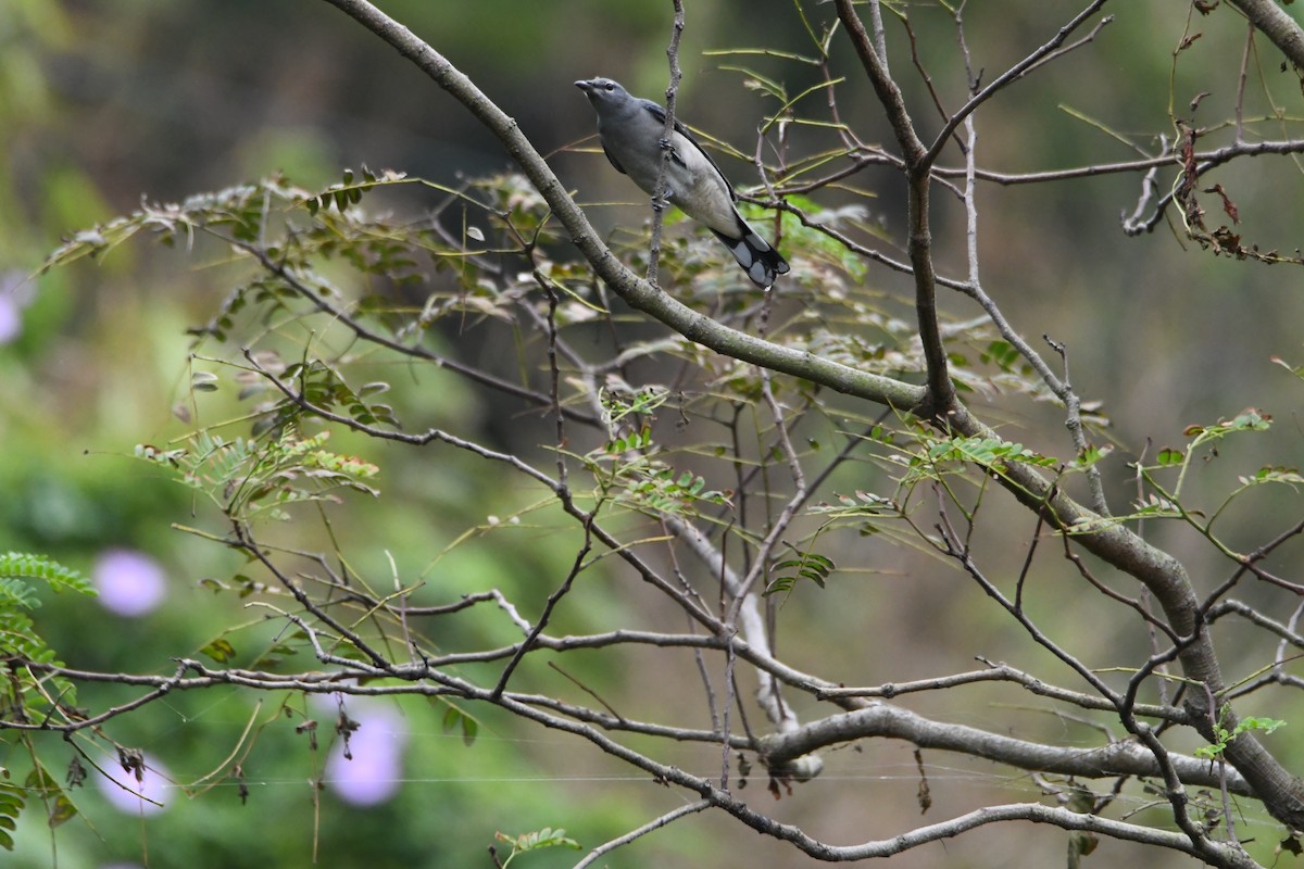 Black-winged Cuckooshrike - ML610056985