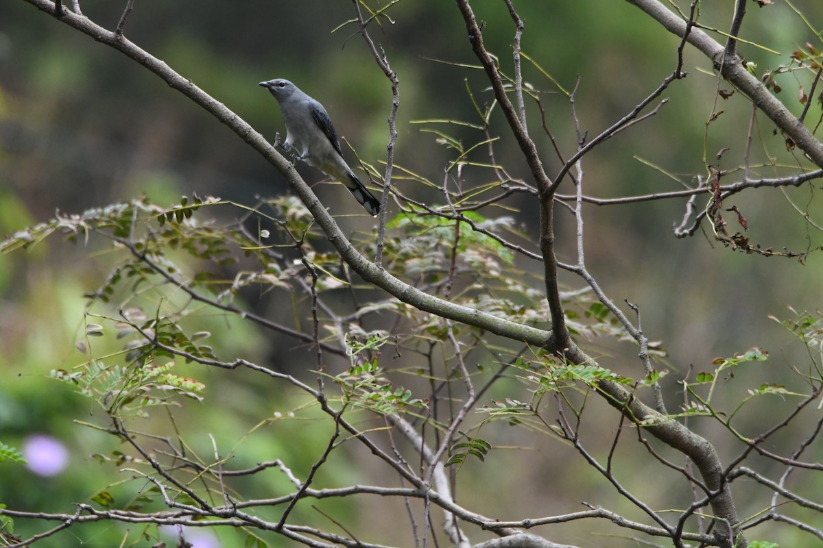 Black-winged Cuckooshrike - ML610056987