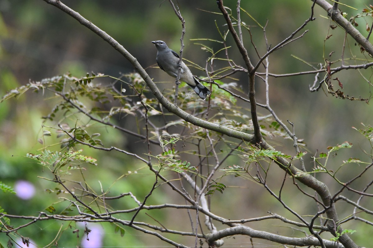 Black-winged Cuckooshrike - ML610056989