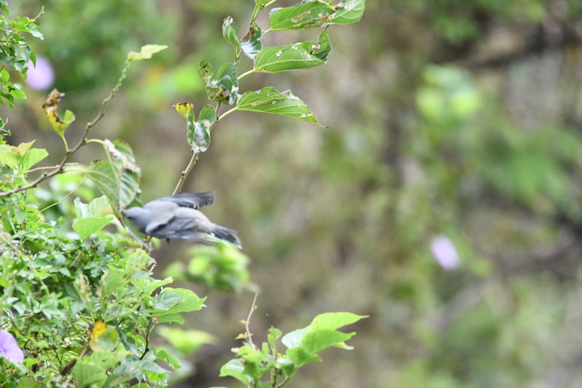 Black-winged Cuckooshrike - ML610056991