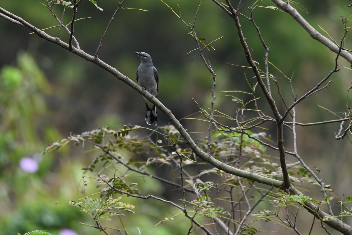 Black-winged Cuckooshrike - 品諭 陳