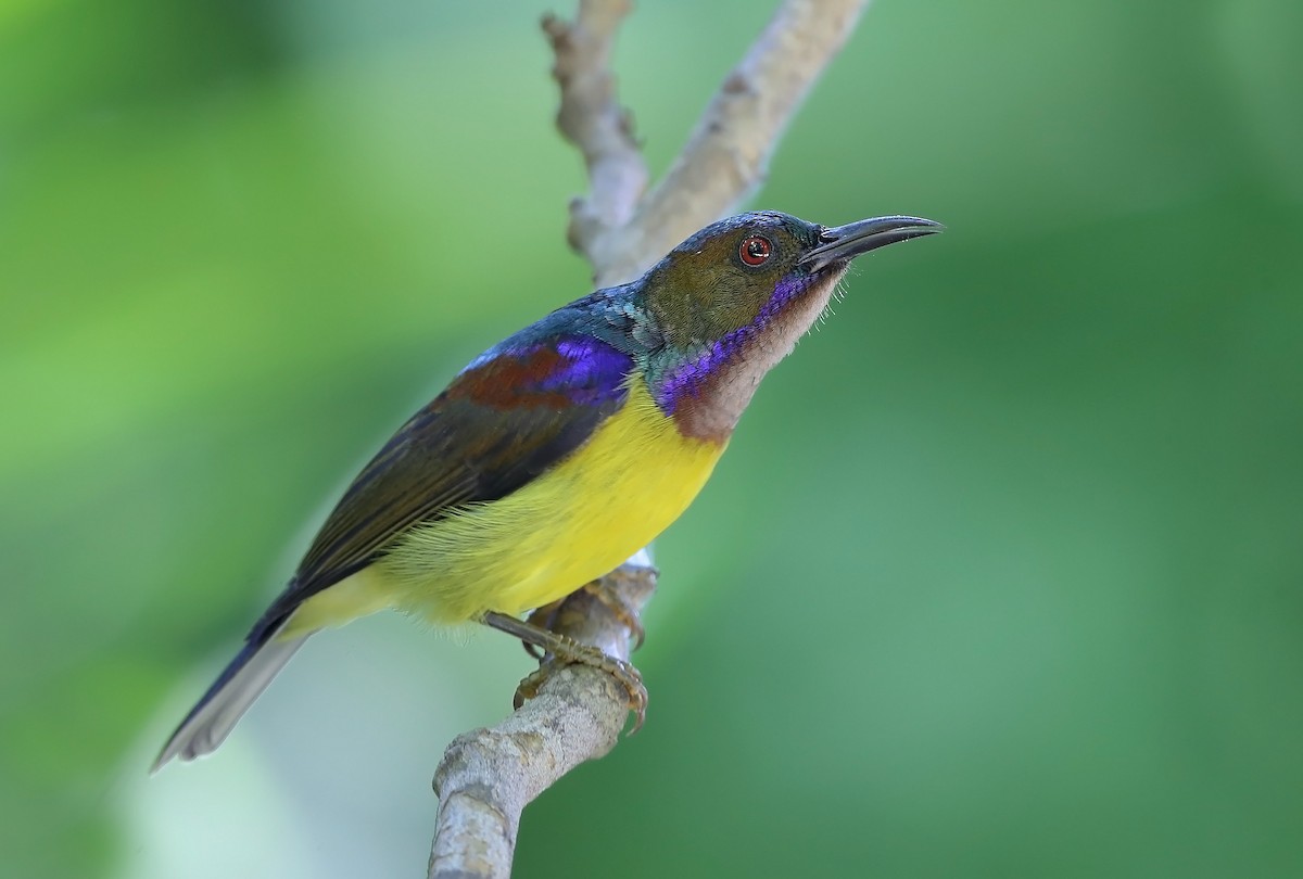 Brown-throated Sunbird - ML610057064