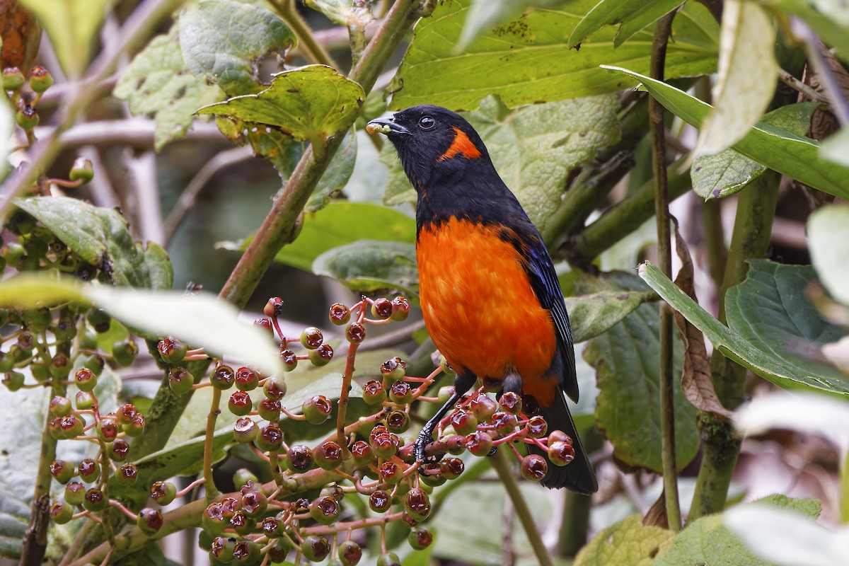 Scarlet-bellied Mountain Tanager - ML610057089