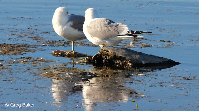 Short-billed Gull - ML610057129