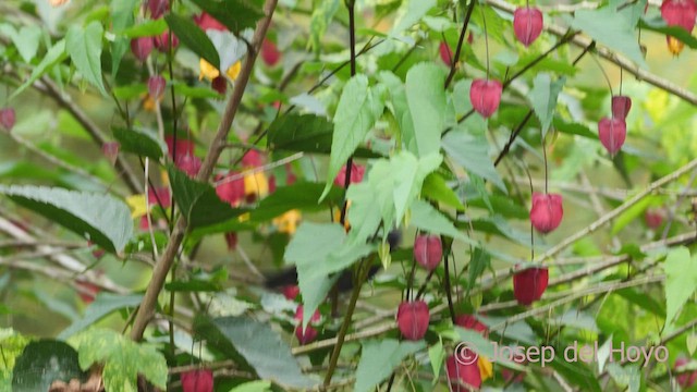 White-sided Flowerpiercer - ML610057195