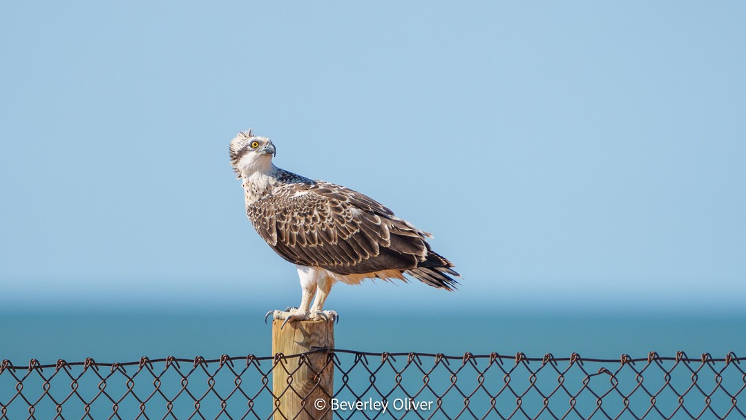 Águila Pescadora (Australia) - ML610057247