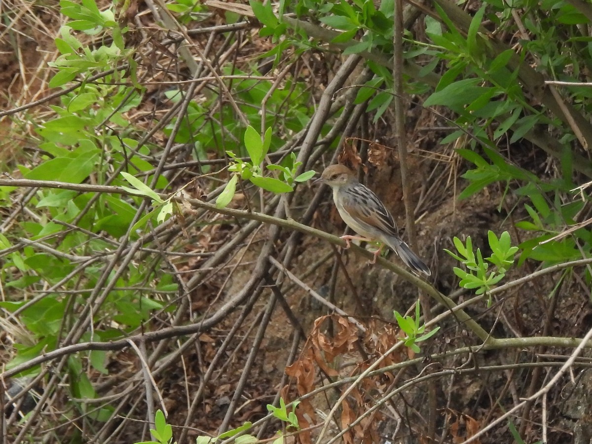 Coastal Cisticola - ML610057255