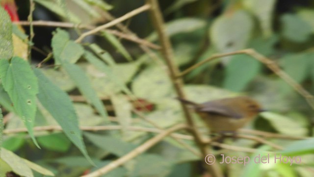 White-sided Flowerpiercer - ML610057293