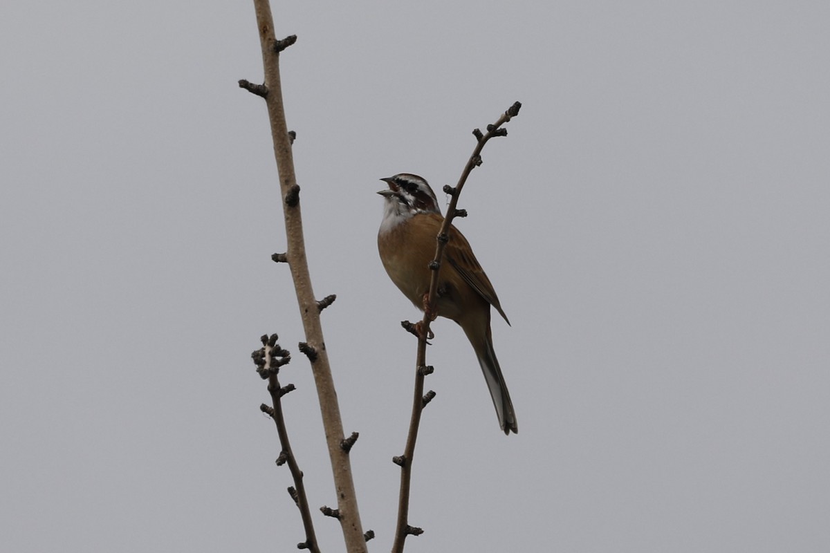 Meadow Bunting - Starlit Chen