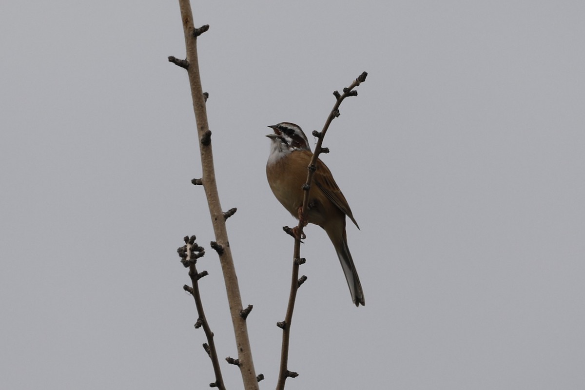 Meadow Bunting - ML610057520