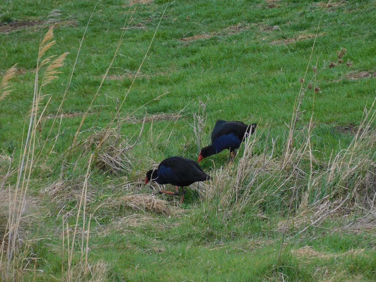 Australasian Swamphen - George Vaughan