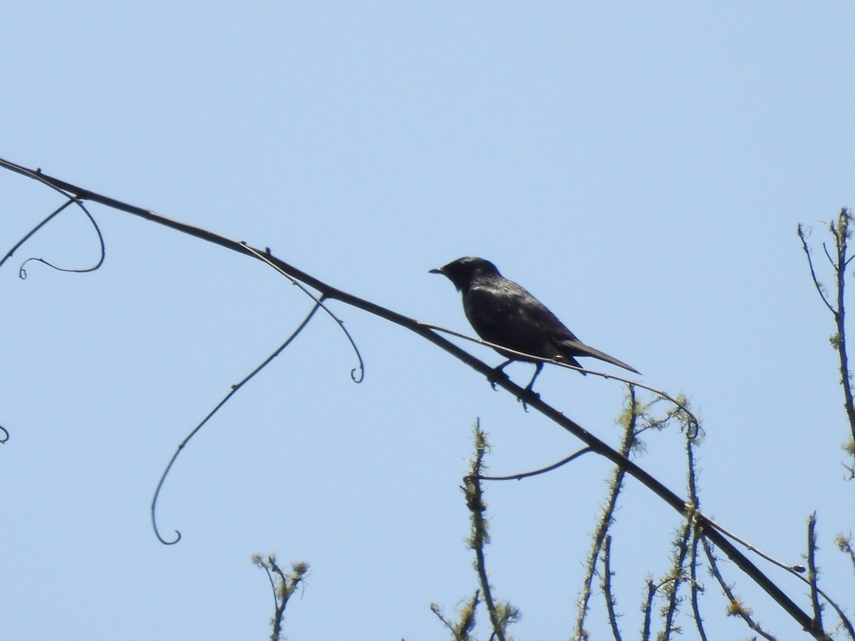 Kenrick's Starling - ML610057742