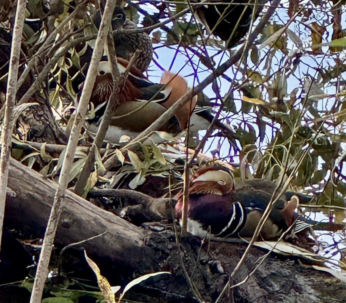 Mandarin Duck - ML610057780