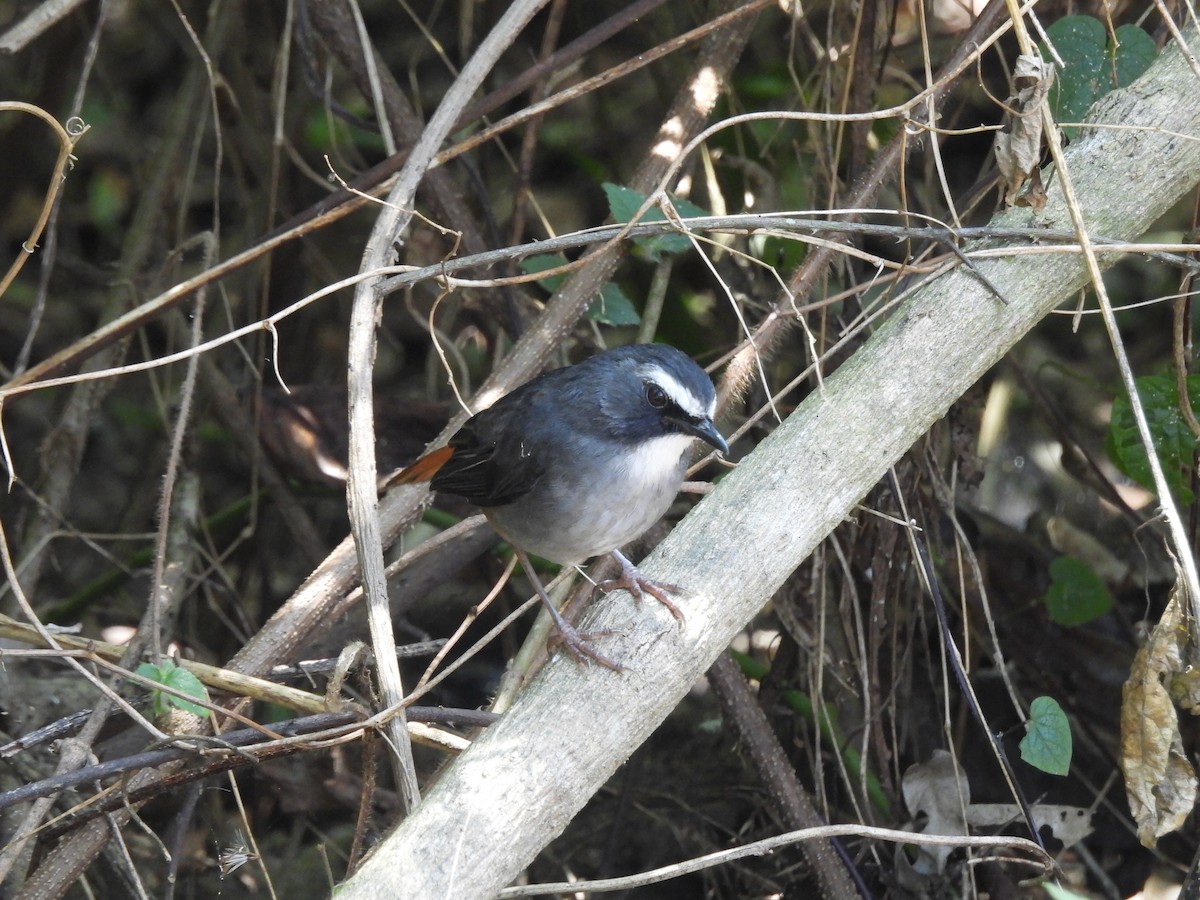 Olive-flanked Robin-Chat - ML610057821