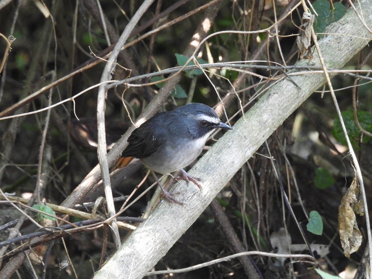 Olive-flanked Robin-Chat - ML610057822