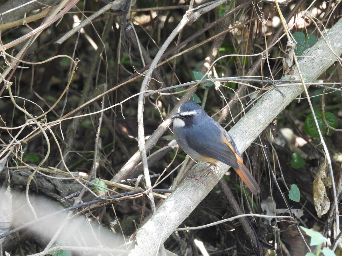 Olive-flanked Robin-Chat - ML610057823