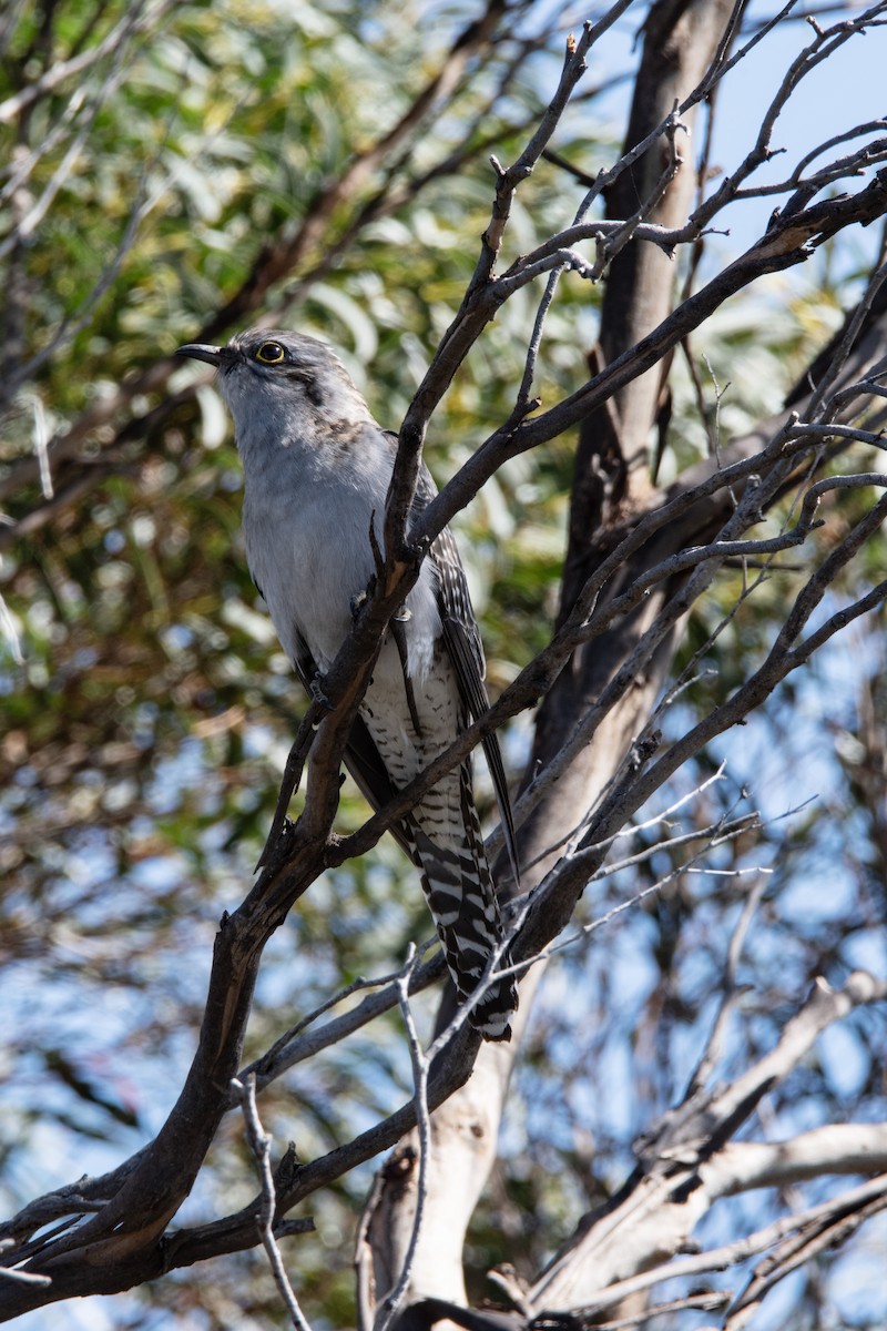 Pallid Cuckoo - ML610057878