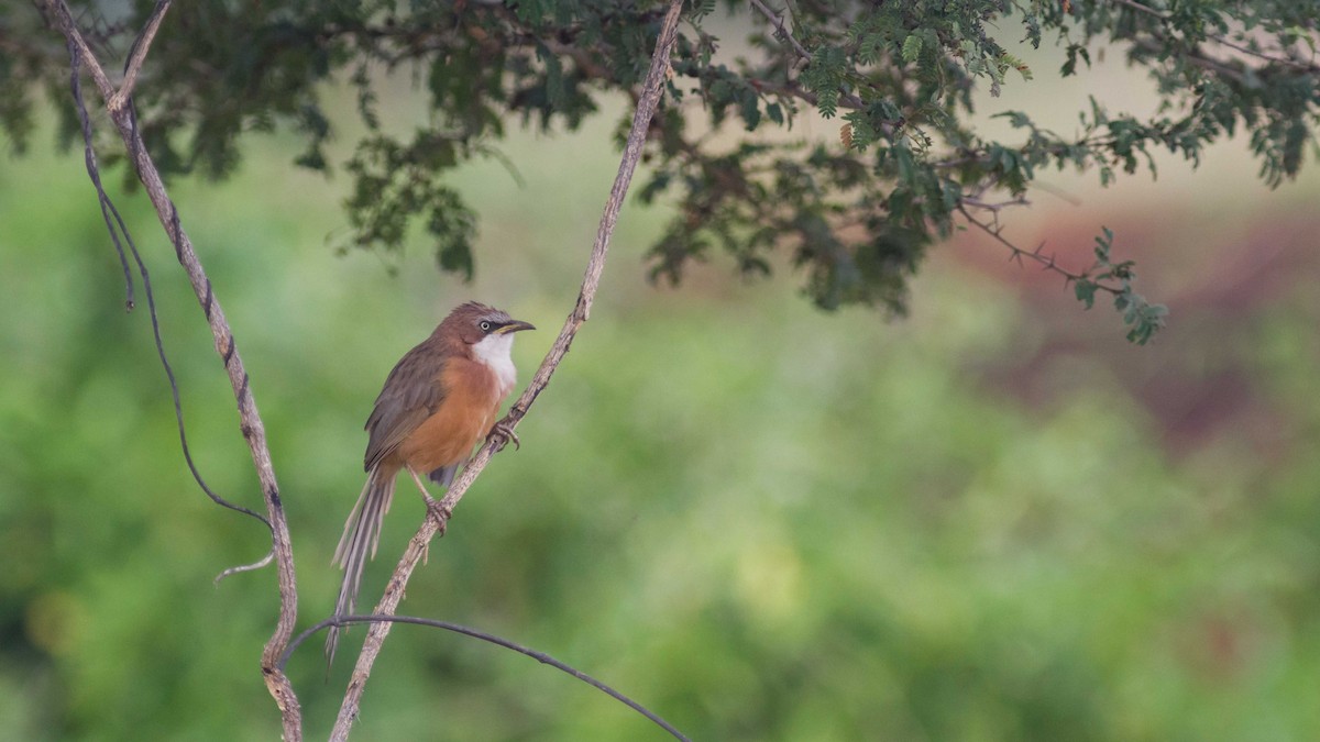 White-throated Babbler - ML610057960