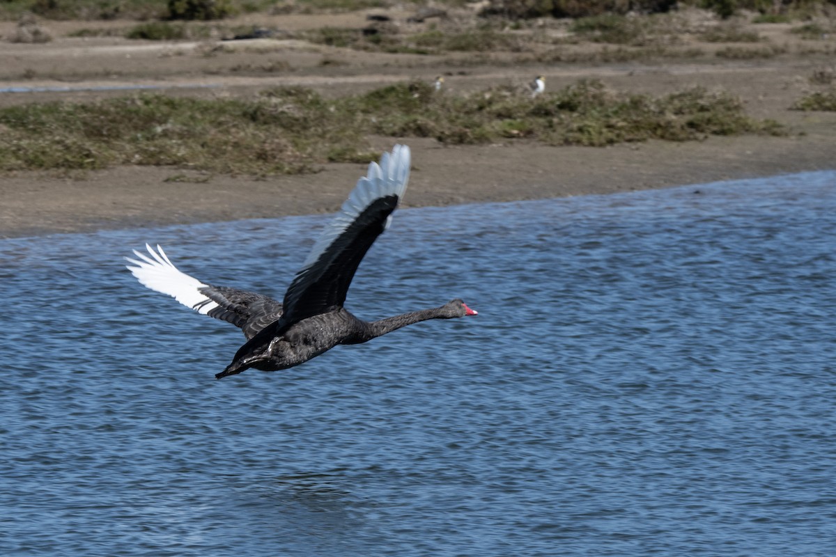 Black Swan - ML610057990