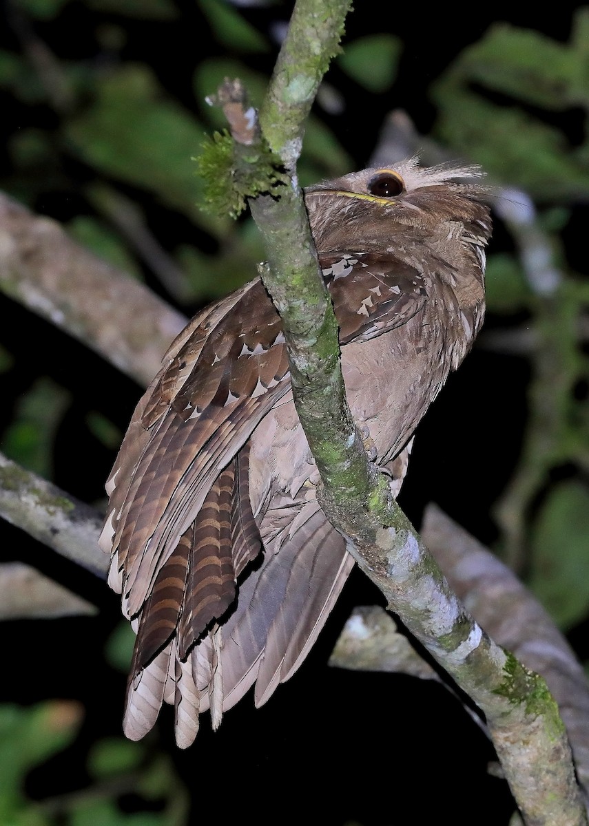 Large Frogmouth - ML610058035