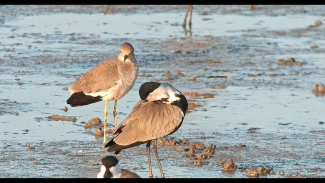 White-tailed Lapwing - ML610058056