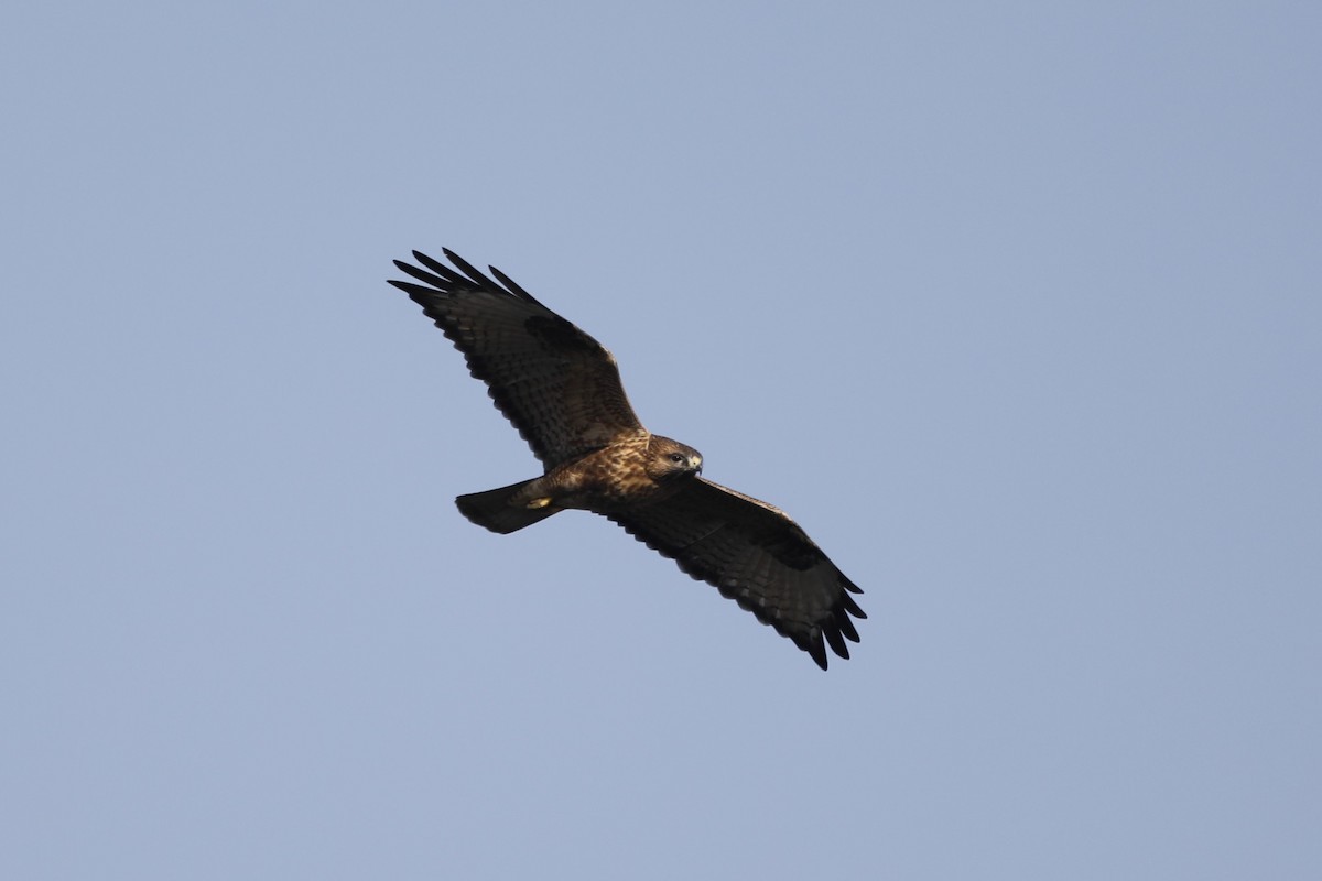 Eastern Buzzard - ML610058082