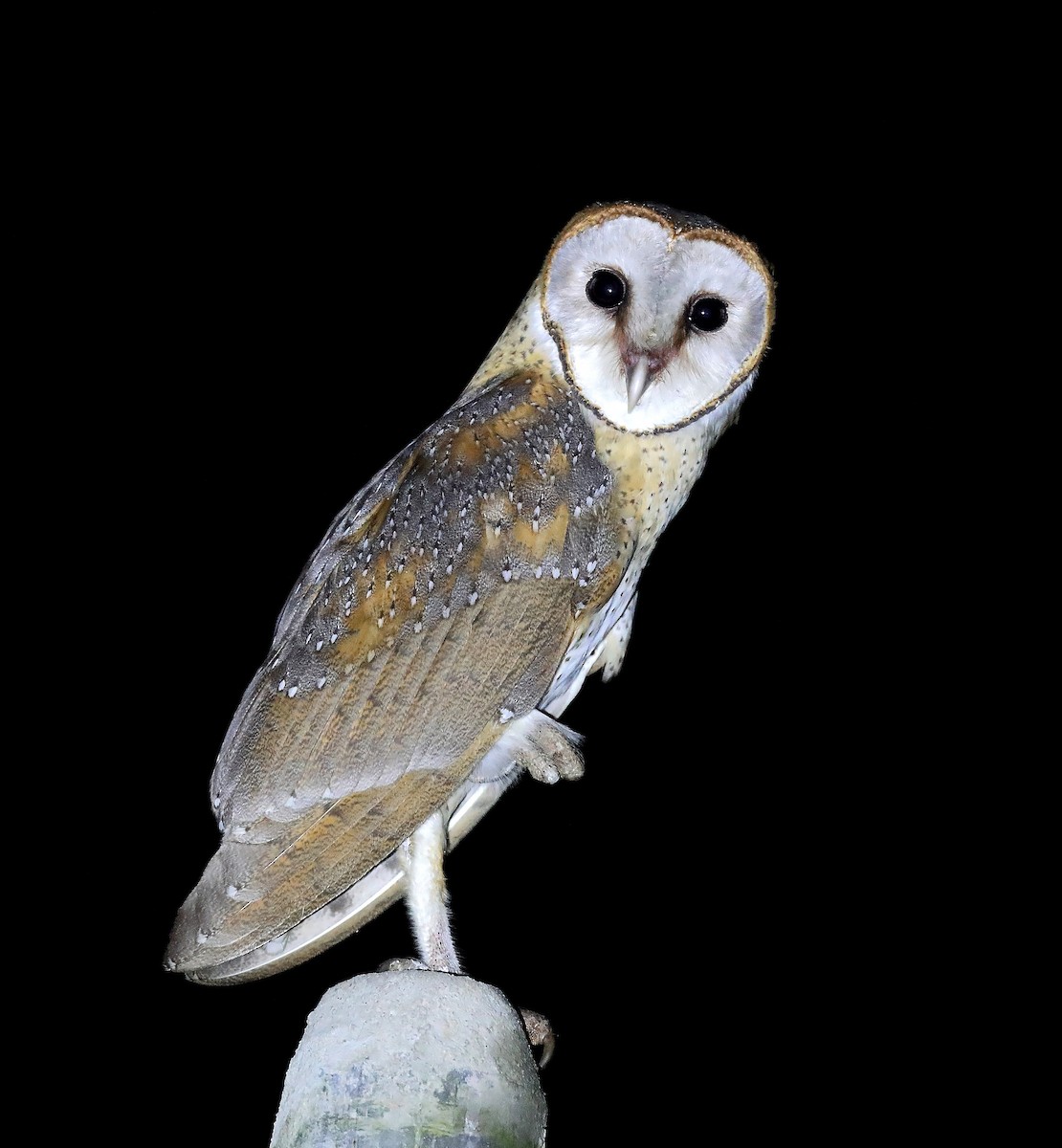 Barn Owl - ML610058127