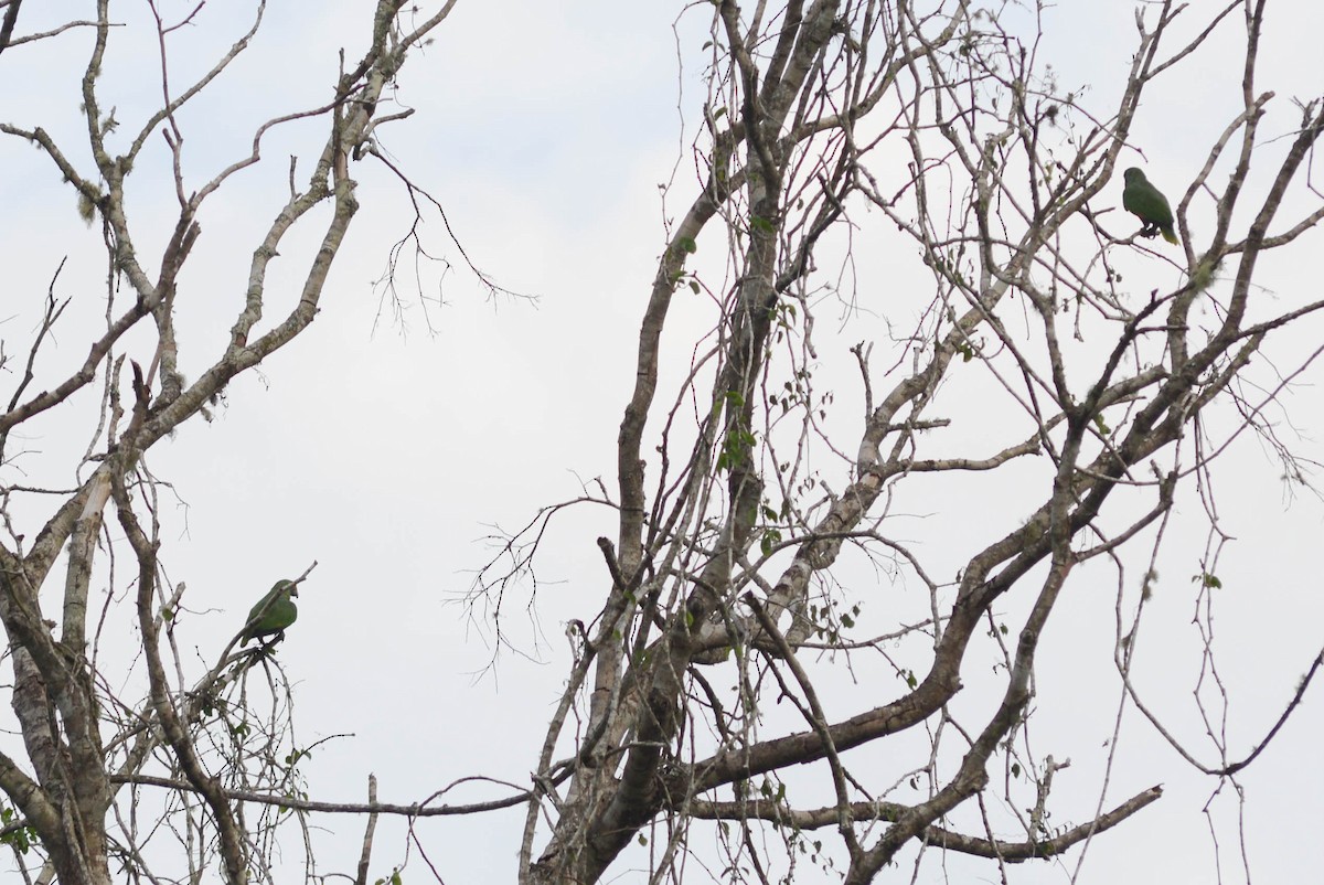 Red-browed Parrot - ML610058181