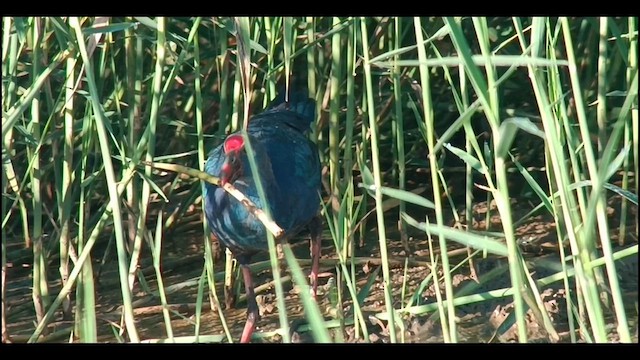 Gray-headed Swamphen - ML610058189