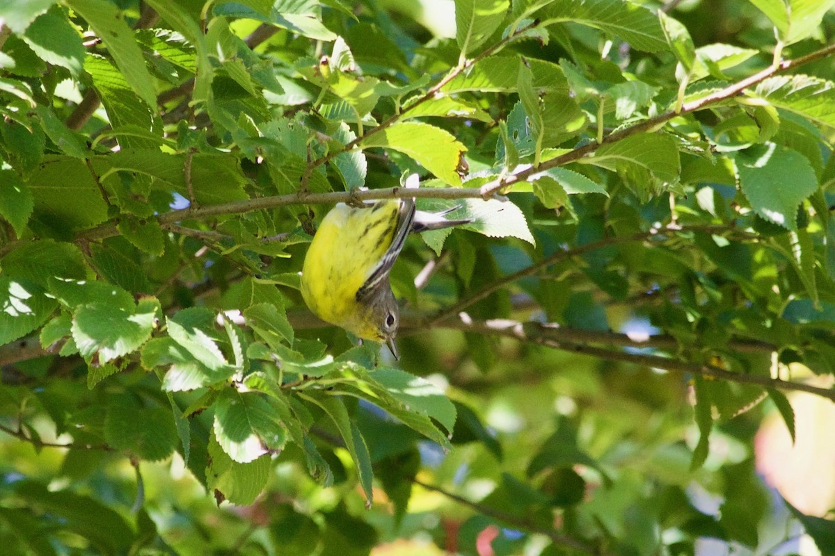 Magnolia Warbler - Loyan Beausoleil