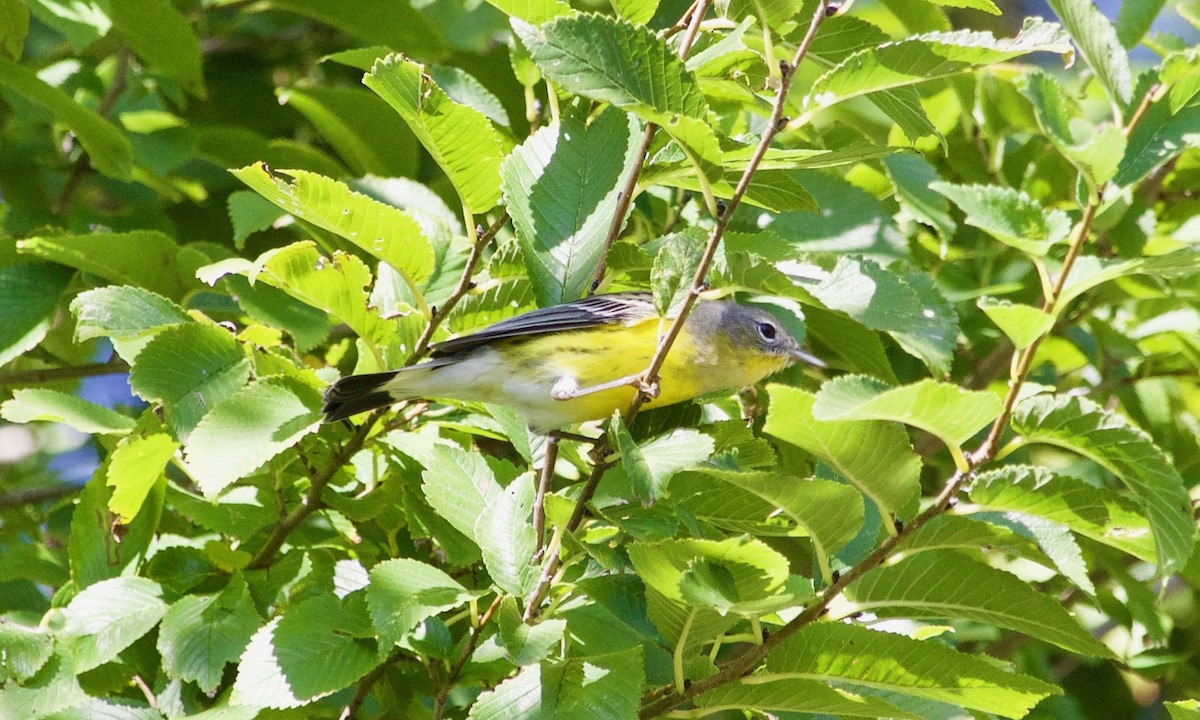 Magnolia Warbler - ML610058215